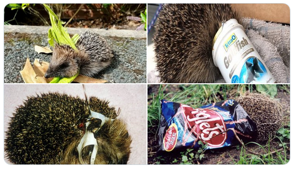 "Litter kills" Screenshot